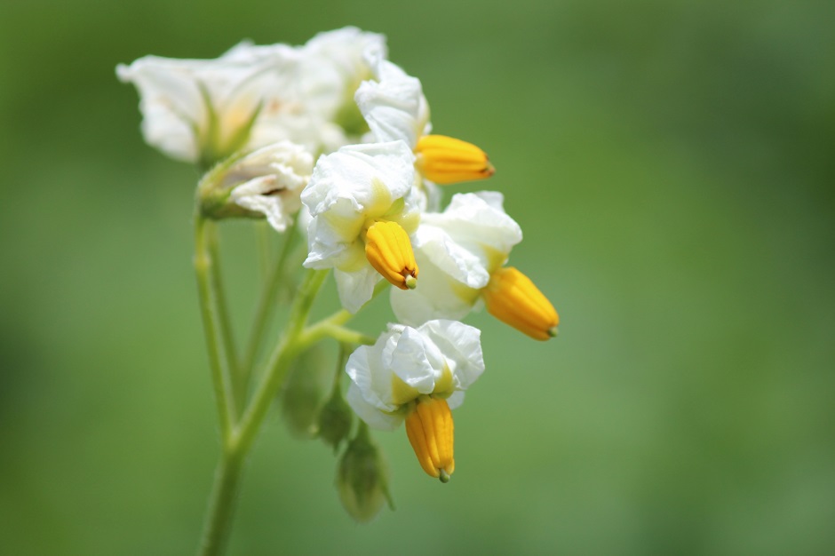 じゃがいもの花