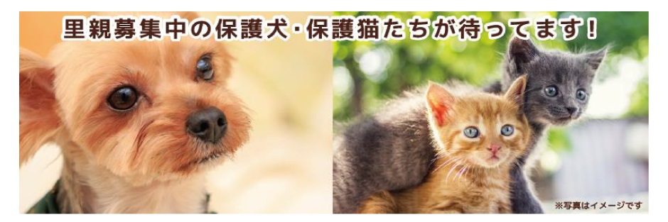 保護動物譲渡会