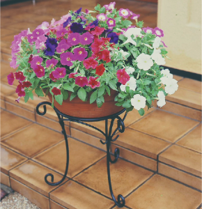 ペチュニア（まとめ買いで楽しめる寄せ植え例）