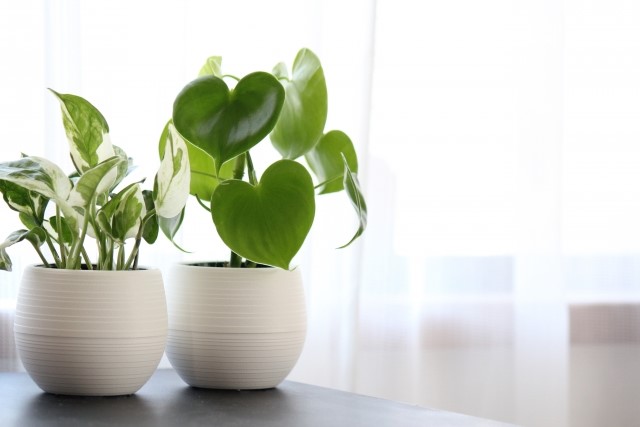 空気をキレイにする植物って 家具 ホームセンターの島忠 Home S ホームズ シマホ