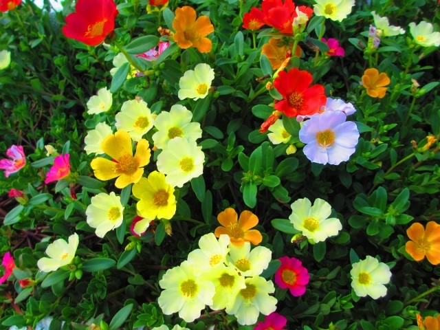 夏に植える 暑さに強い花たち 家具 ホームセンターの島忠 Home S ホームズ シマホ