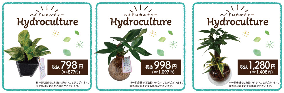 室内ガーデニングにおすすめ 土を使用しないから清潔 簡単 家具 ホームセンターの島忠 Home S ホームズ シマホ