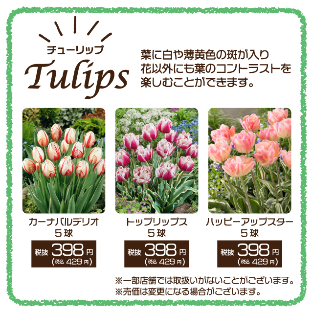 もう準備しましたか 秋植え球根 家具 ホームセンターの島忠 Home S ホームズ シマホ もう準備しましたか 秋植え球根 家具 ホームセンターの島忠 Home S ホームズ シマホ