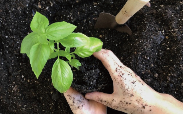 tanokura20220215gardening