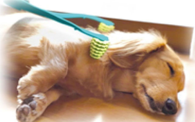 ペットも人も癒される 新しいペットグッズ 家具 ホームセンターの島忠 Home S ホームズ シマホ