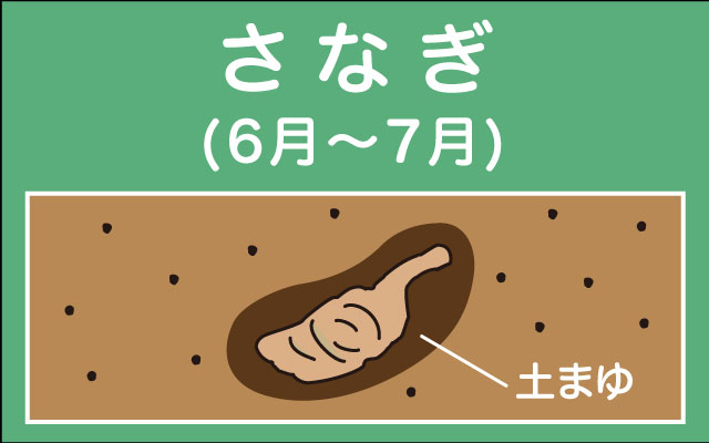 ペット