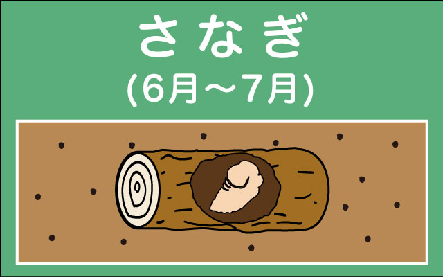 ペット
