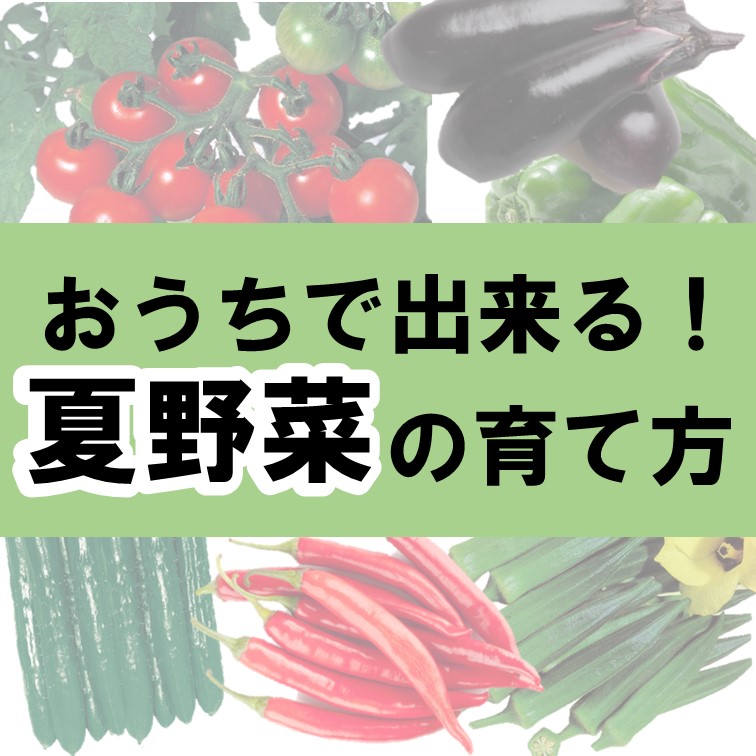 おうちで出来る夏野菜の育て方