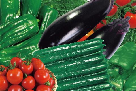 おうちで簡単！夏野菜の育て方