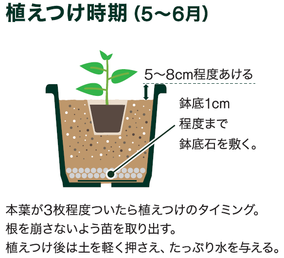 島忠で買えるオクラ
