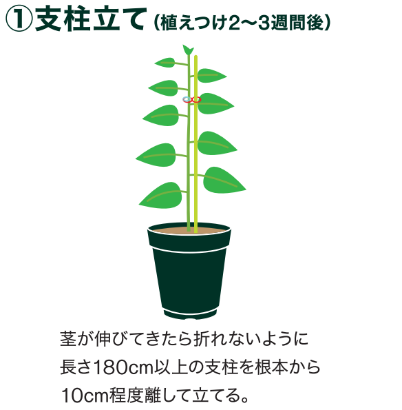 島忠で買えるオクラ