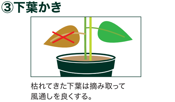 島忠で買えるオクラ
