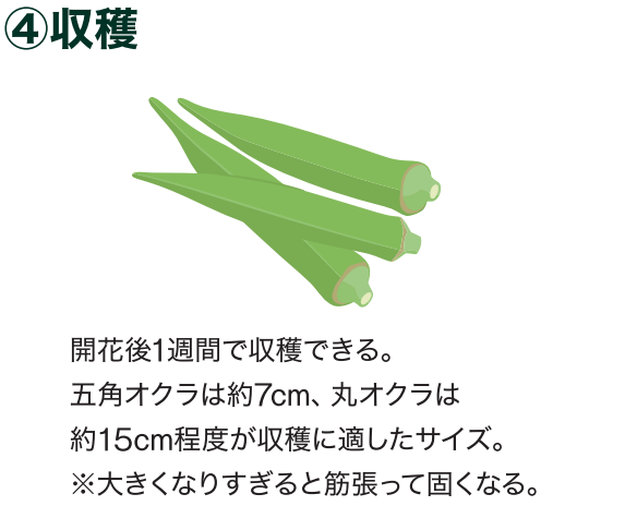 島忠で買えるオクラ