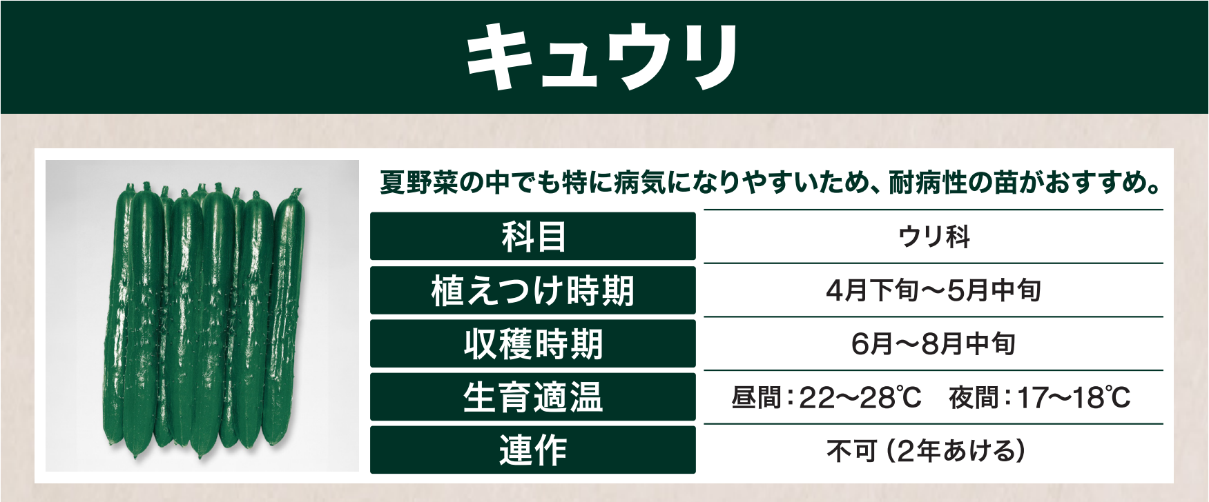 島忠で買えるキュウリ