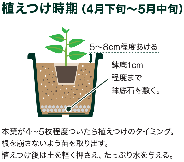 島忠で買えるキュウリ