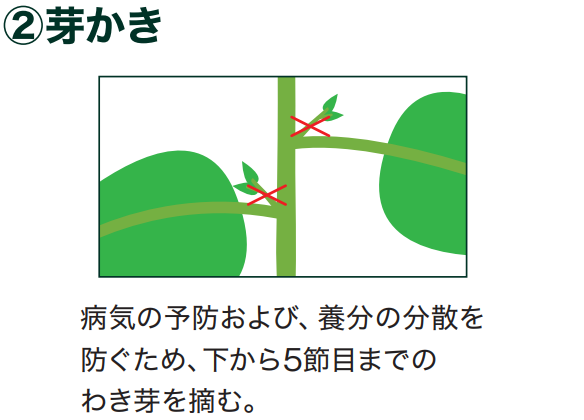 島忠で買えるキュウリ