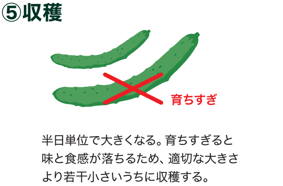 島忠で買えるキュウリ