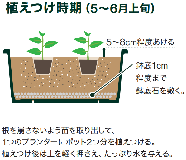 島忠で買えるゴーヤ
