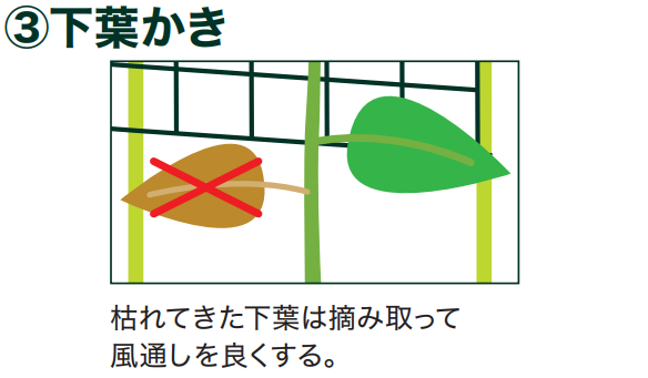 島忠で買えるゴーヤ