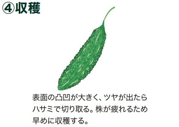 島忠で買えるゴーヤ