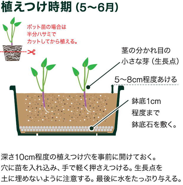島忠で買えるサツマイモ