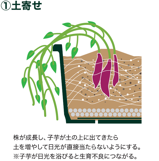 島忠で買えるサツマイモ