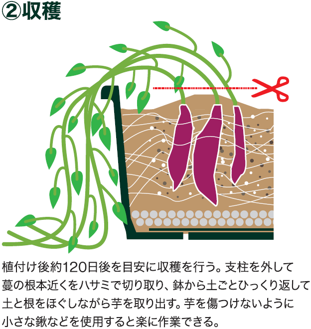 島忠で買えるサツマイモ