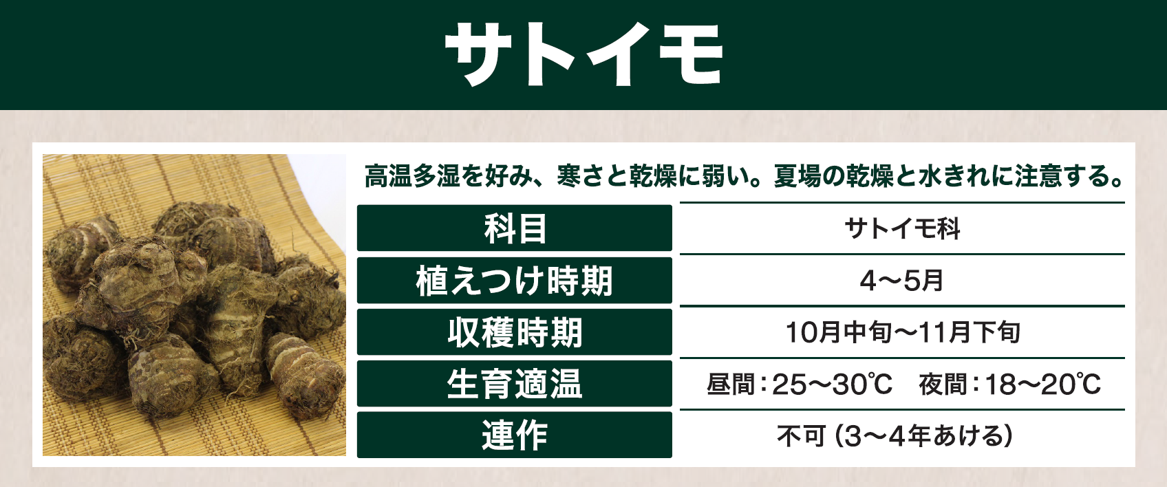 島忠で買えるサトイモ