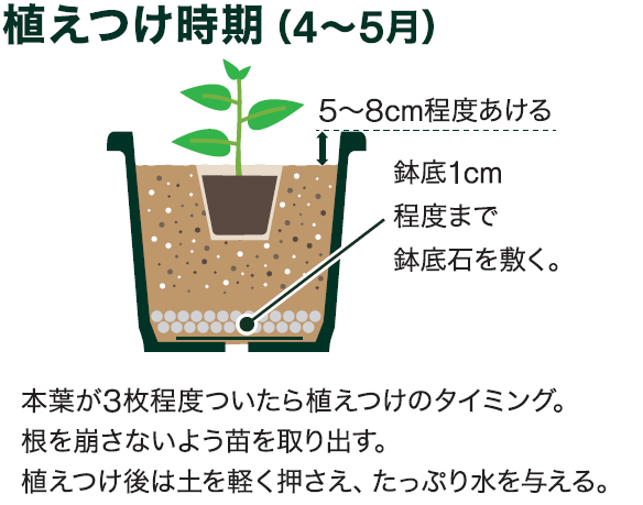 島忠で買えるサトイモ