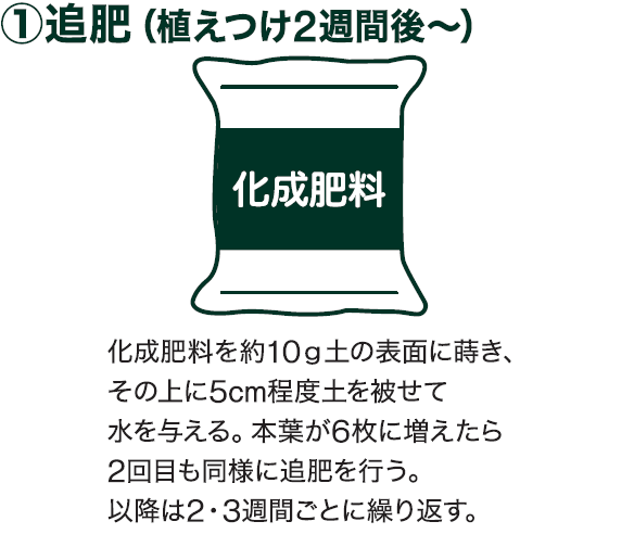 島忠で買えるサトイモ