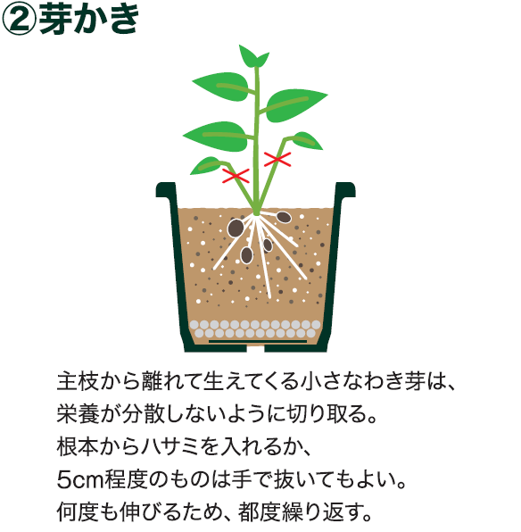 島忠で買えるサトイモ
