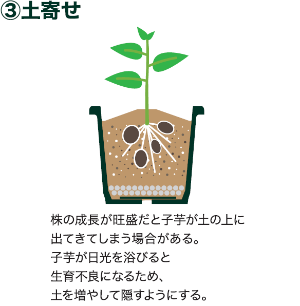 島忠で買えるサトイモ