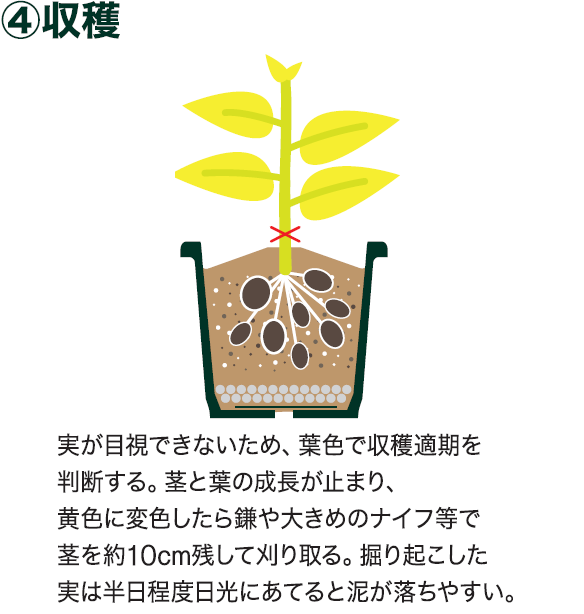 島忠で買えるサトイモ
