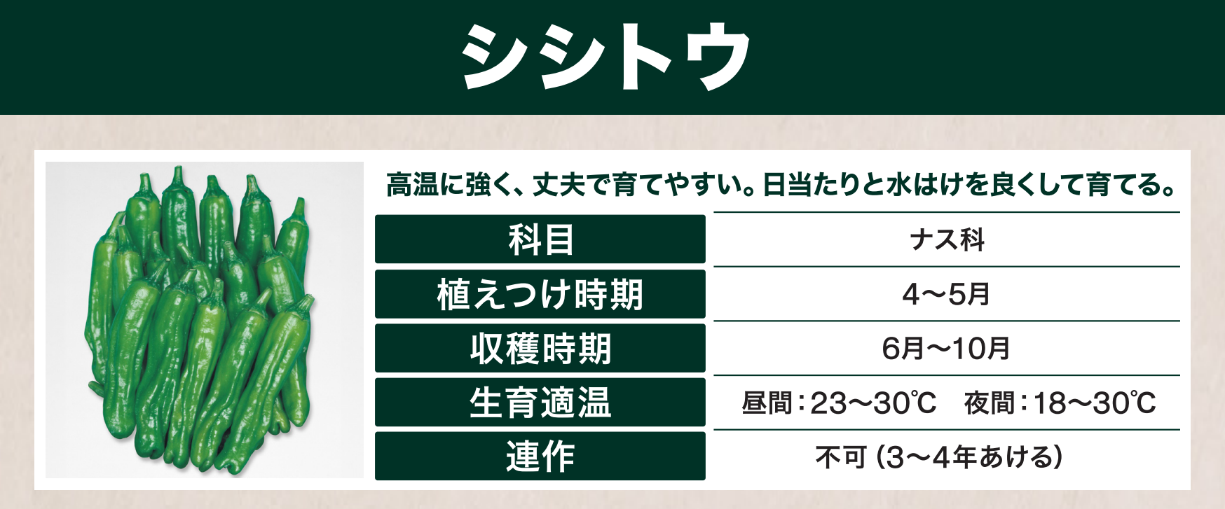 島忠で買えるシシトウ