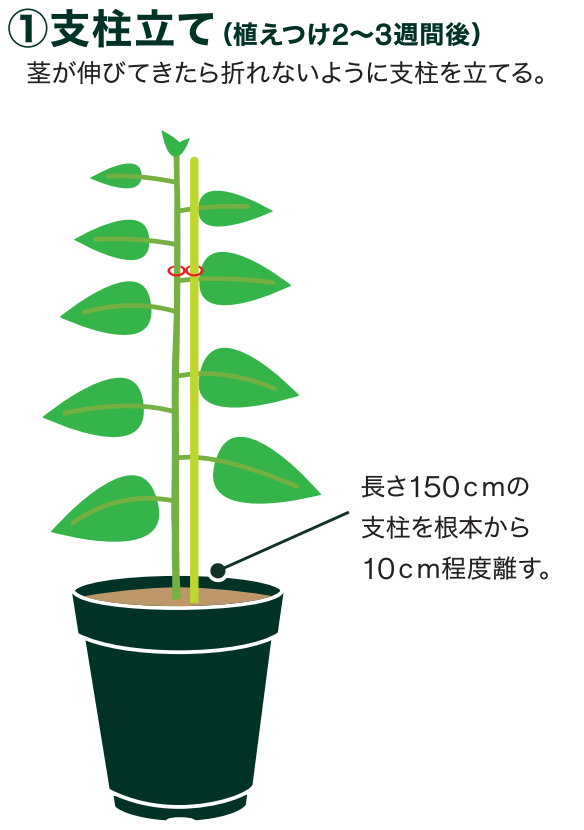 島忠で買えるシシトウ