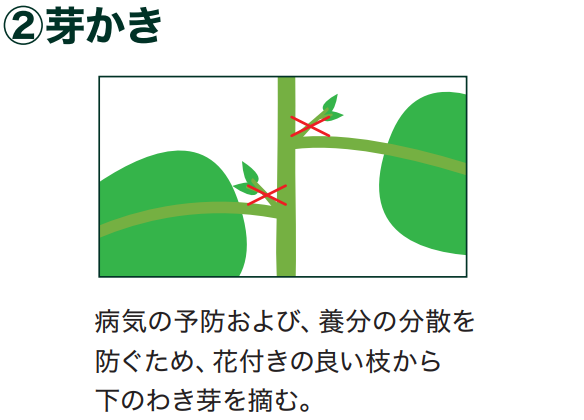 島忠で買えるシシトウ