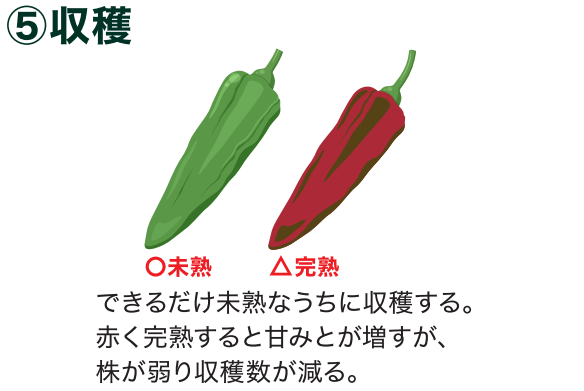 島忠で買えるシシトウ
