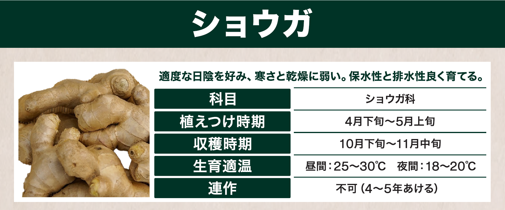 島忠で買えるショウガ