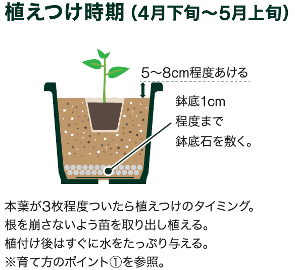島忠で買えるショウガ