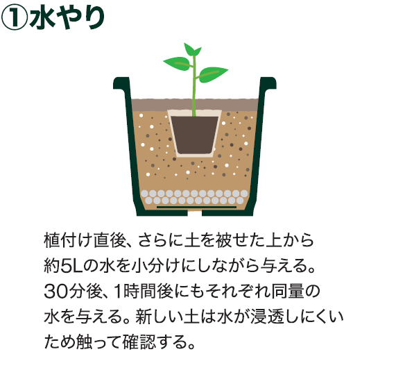 島忠で買えるショウガ