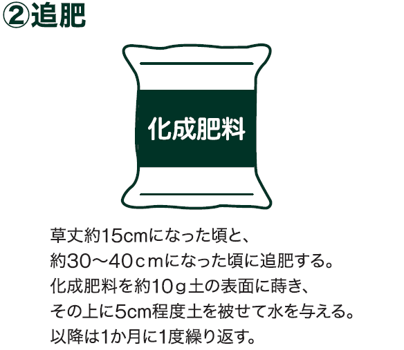 島忠で買えるショウガ