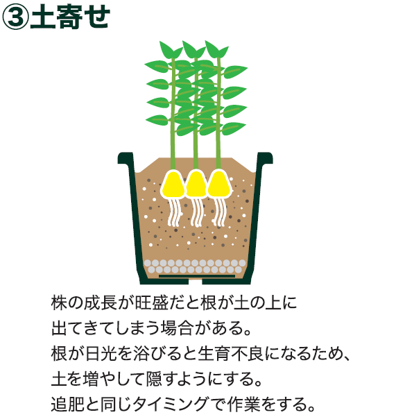 島忠で買えるショウガ