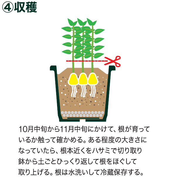 島忠で買えるショウガ