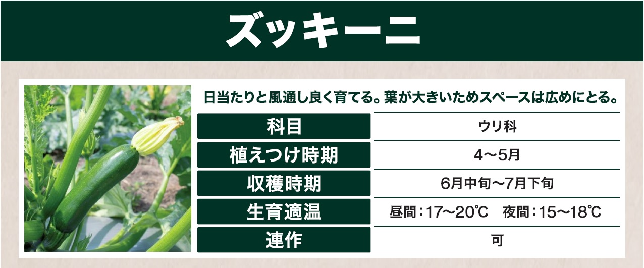 島忠で買えるズッキーニ