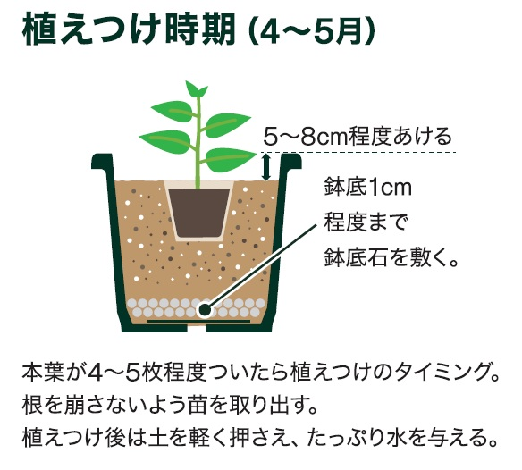 島忠で買えるズッキーニ
