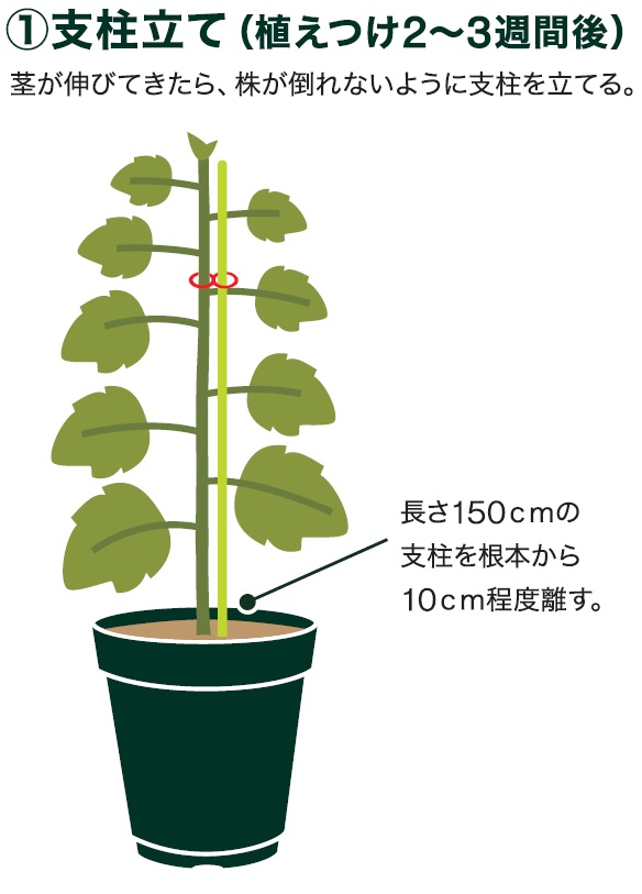 島忠で買えるズッキーニ