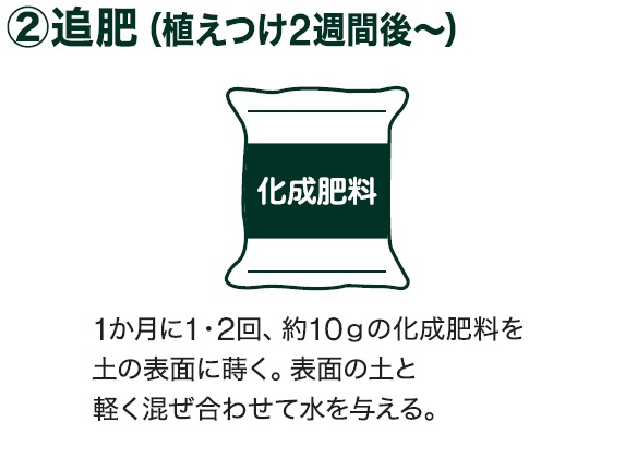 島忠で買えるズッキーニ