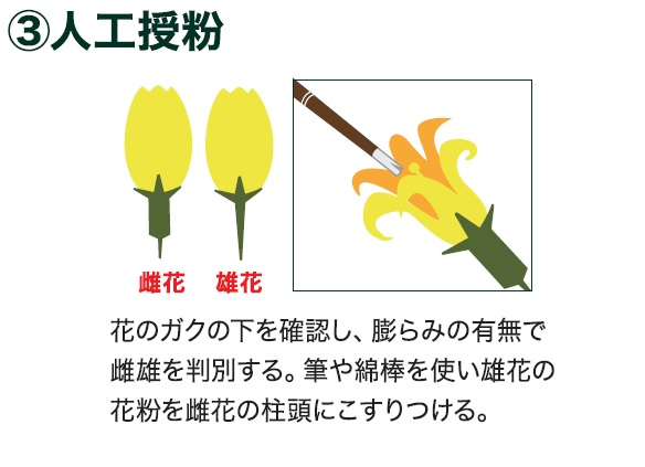 島忠で買えるズッキーニ