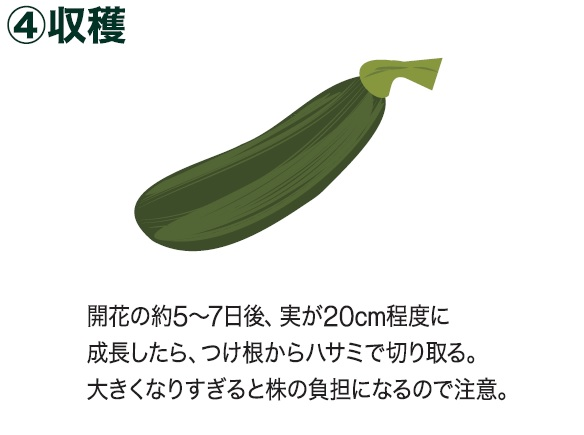 島忠で買えるズッキーニ