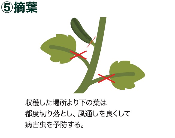 島忠で買えるズッキーニ